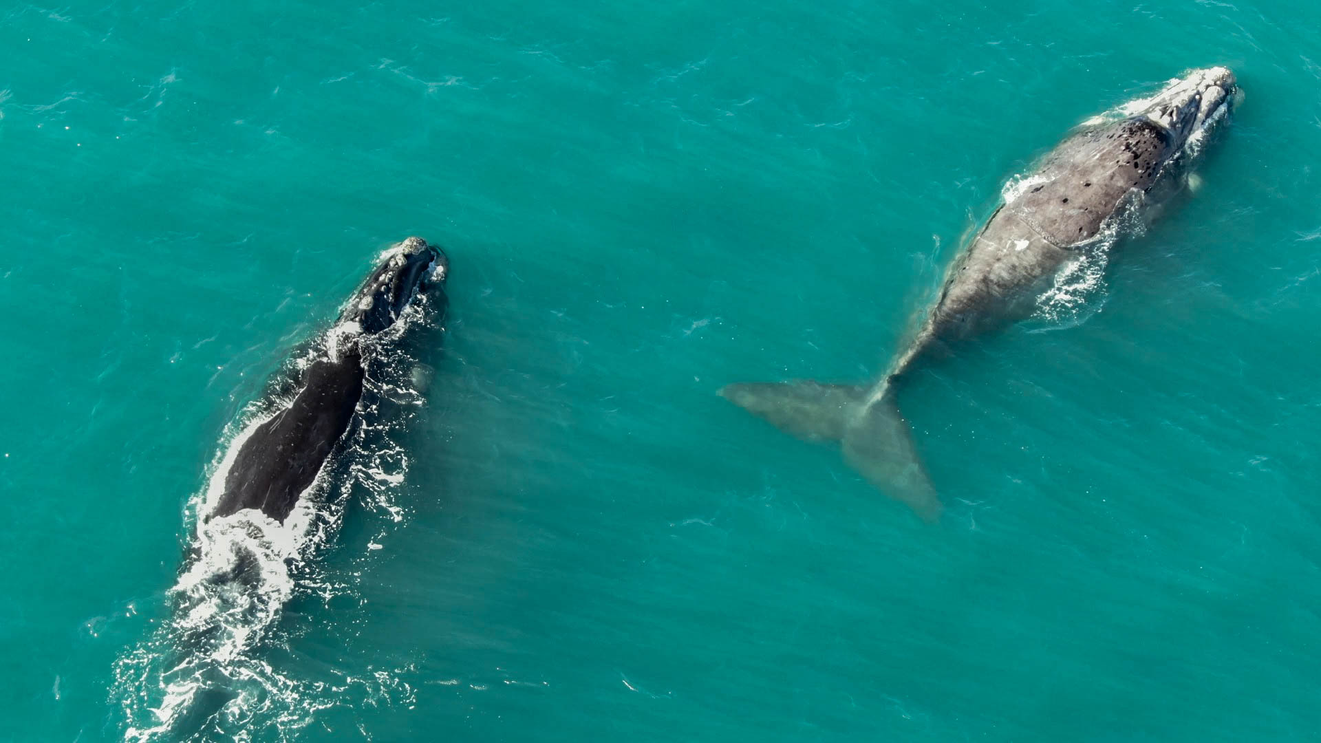 Ballenas: Avistajes en Miramar