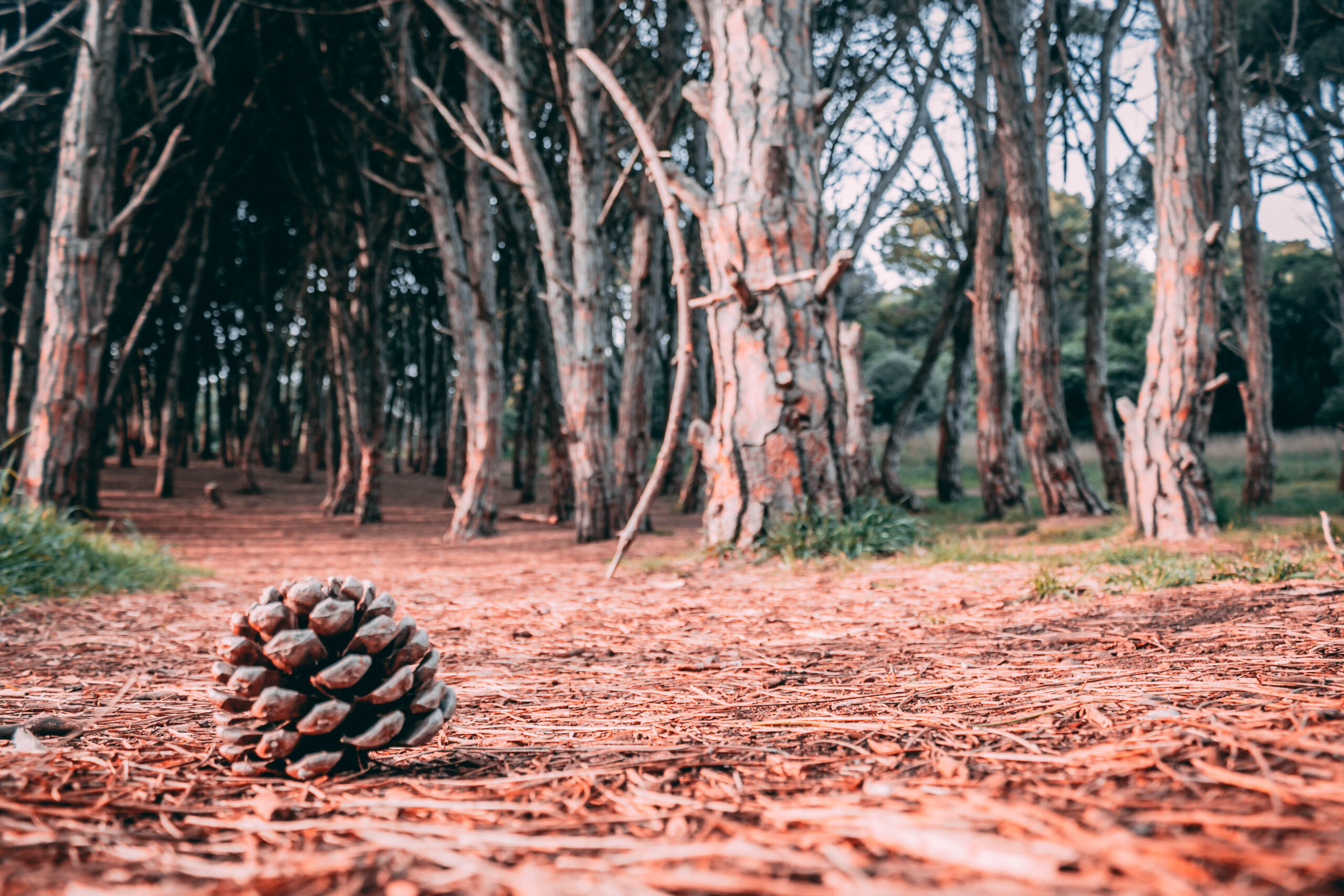 Miramar, los Ovnis y el bosque